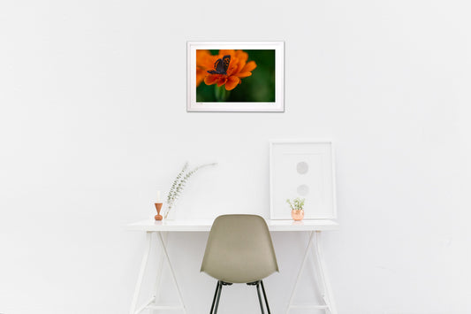 黒蝶引き合わすオレンジ