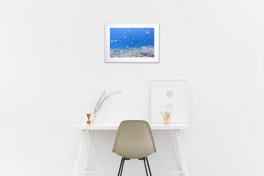 クマノミのいる風景