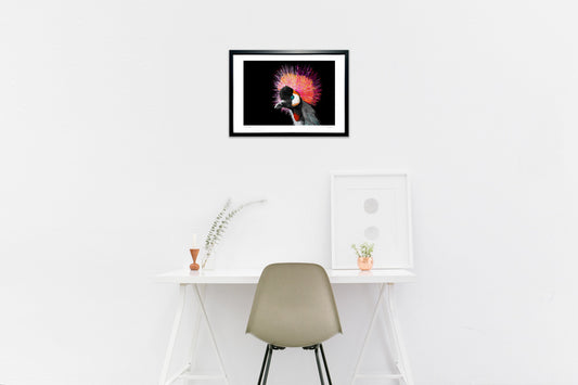 ハイイロカンムリヅル-頬を染めて