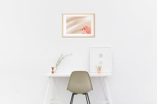 ハリネズミ-とげとげしくない