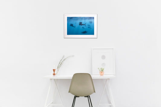 バショウカジキのハント