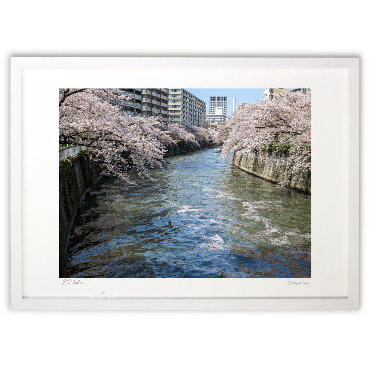 目黒川の桜2023年4月1日