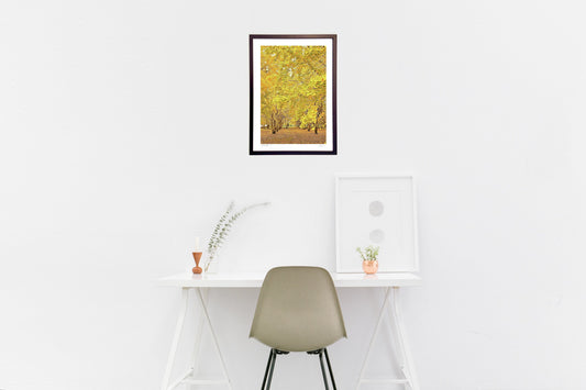 イチョウの並木道