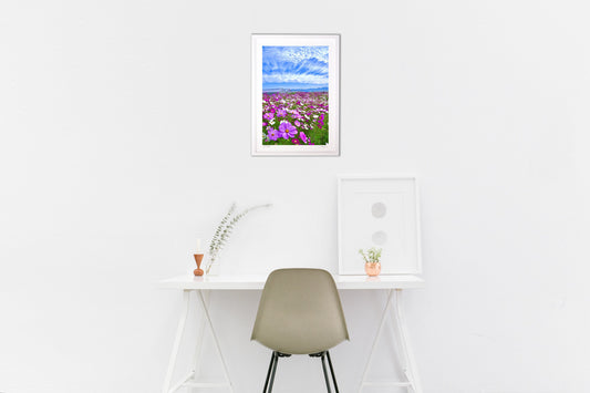 初夏のコスモス