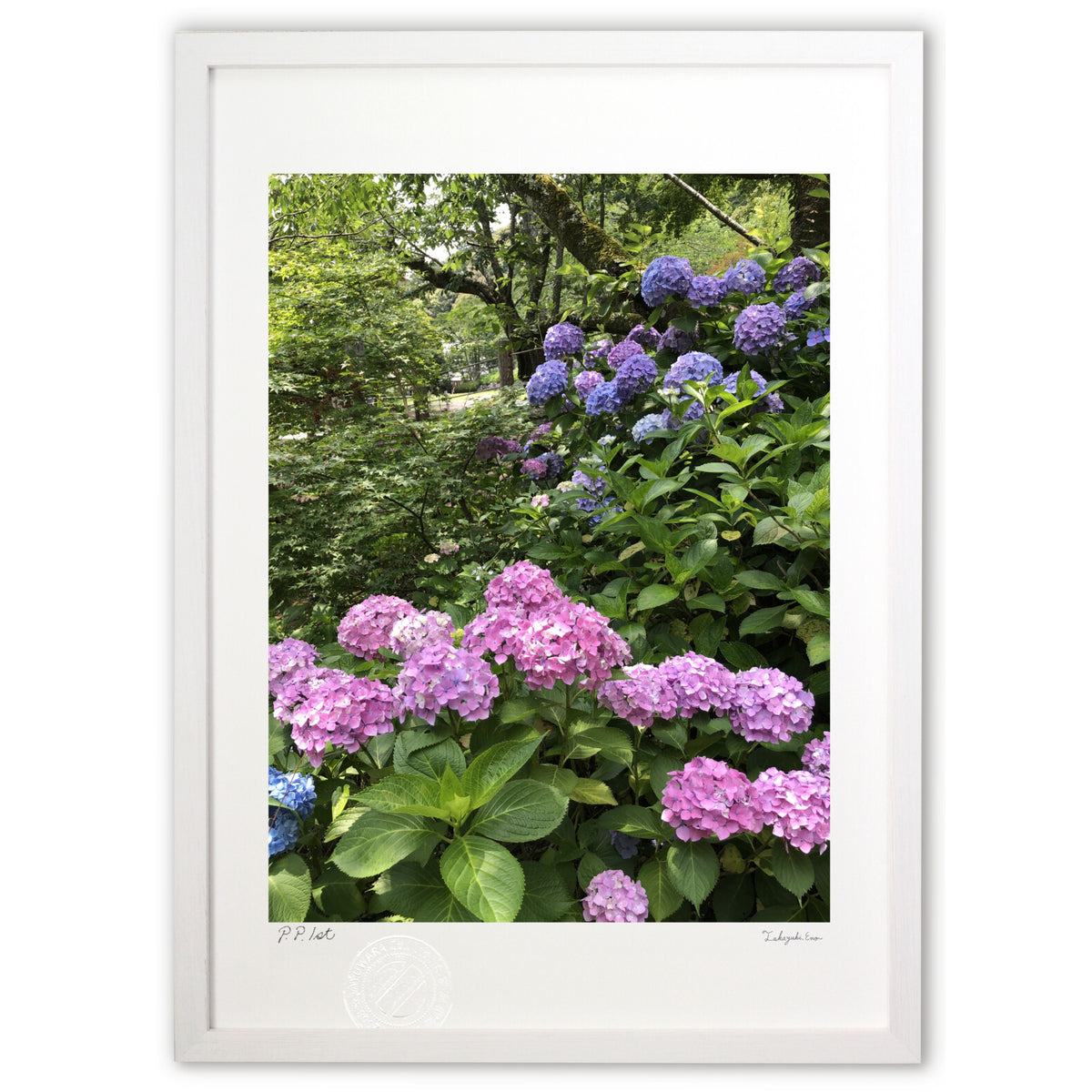 hydrangea