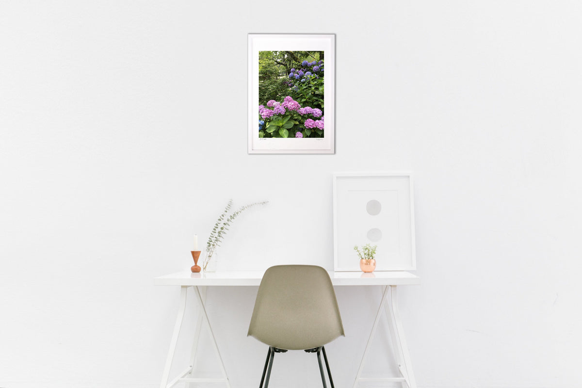 hydrangea