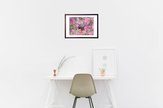 春の訪れ 桜と戯れるヒヨドリ