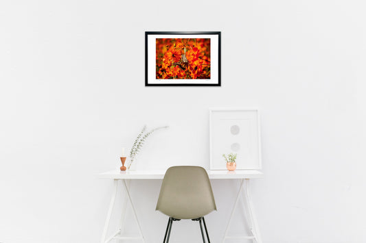 キバナコスモスとアゲハ蝶