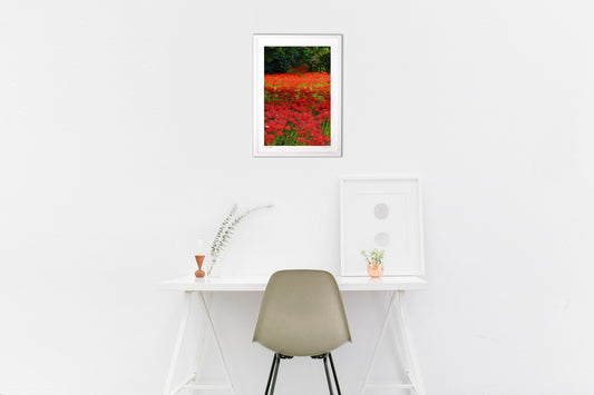 真っ赤に染まる彼岸花