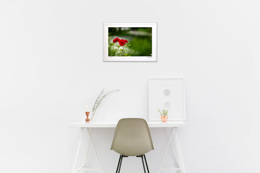 水辺に咲く薔薇