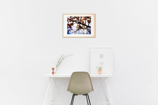 はなつゆ、その姿。