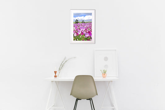 高原のコスモス