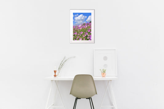 高原のコスモス3