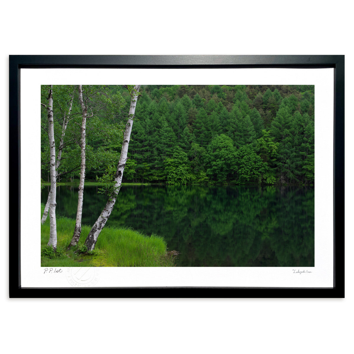 White birch forest and the quiet Mishaka Pond