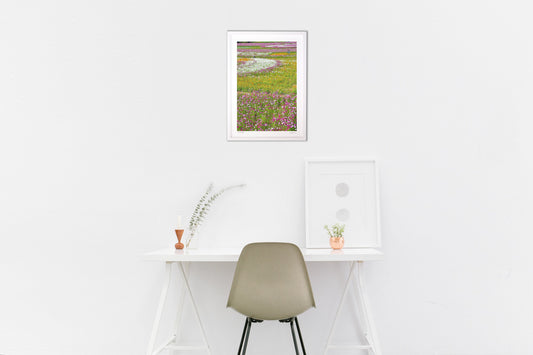 カラフルなコスモス