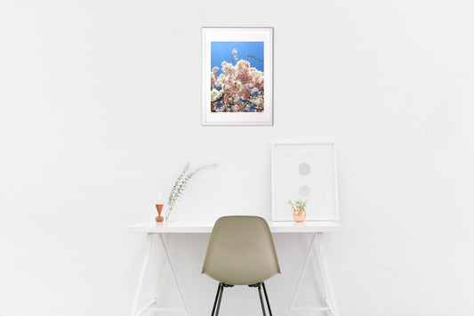 太陽の明かりと桜の花