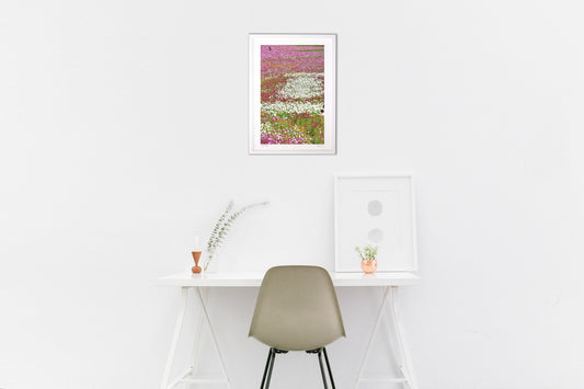 カラフルなコスモス2