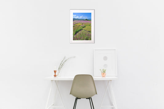 カラフルなコスモス3