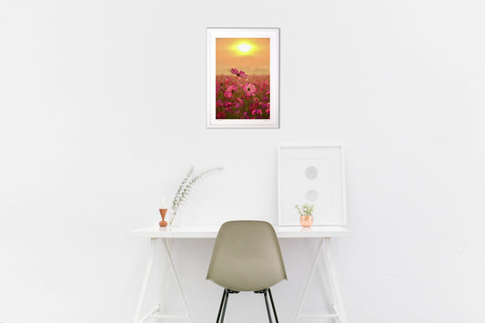 朝陽があたるコスモス