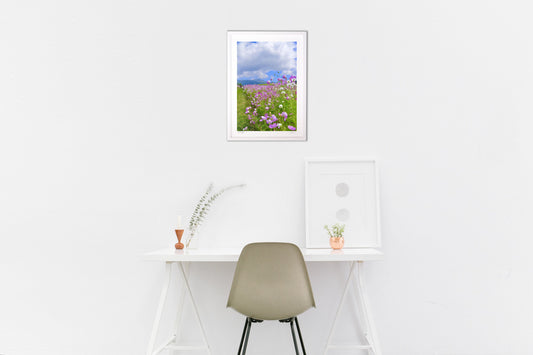 風流なコスモス