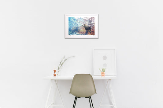 カルフォルニアアシカのいる風景