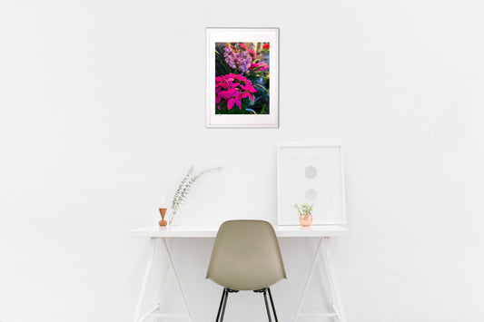 ピンクのポインセチア