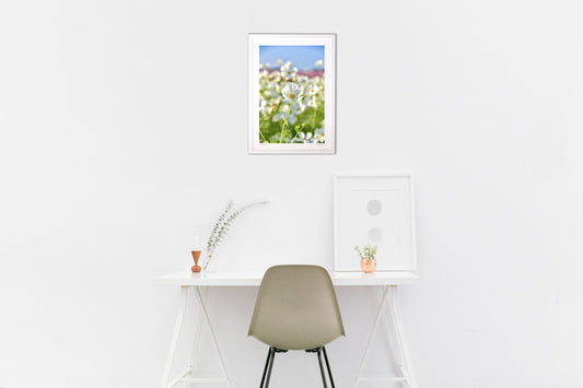 貴賓高いホワイトコスモス