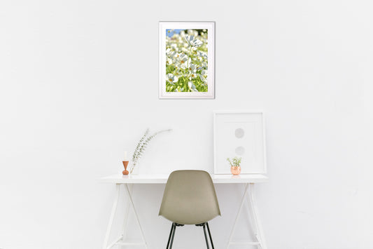 貴賓高いホワイトコスモス3