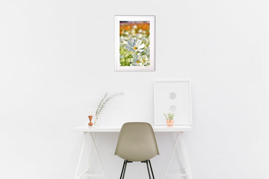 貴賓高いホワイトコスモス4