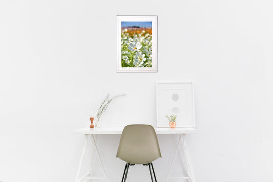 貴賓高いホワイトコスモス5