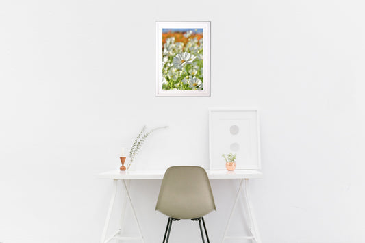 貴賓高いホワイトコスモス6