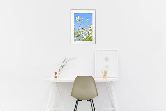 貴賓高いホワイトコスモス7