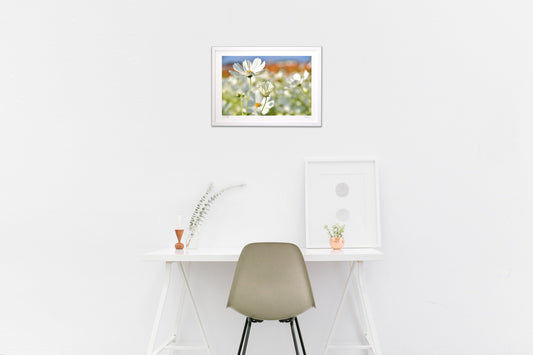 貴賓高いホワイトコスモス10