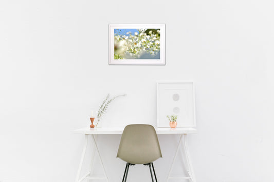 貴賓高いホワイトコスモス13