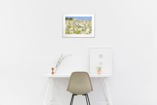 貴賓高いホワイトコスモス16