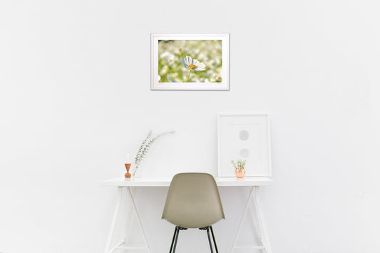 貴賓高いホワイトコスモス17