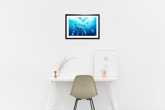 写真 シャークダイビング(横)