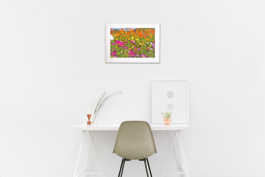 煌びやかなコスモス