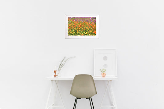 煌びやかなコスモス5