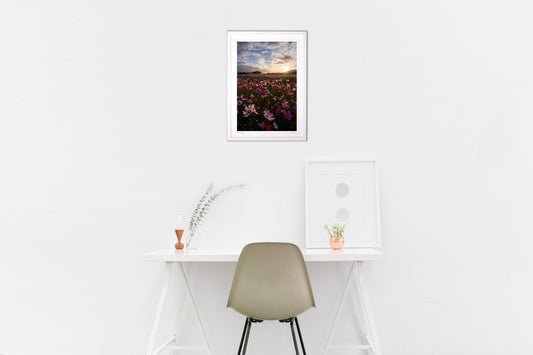 藤原京跡のコスモス