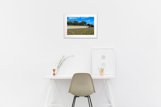 法起寺 コスモス