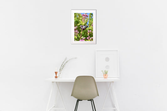 アサギマダラとフジバカマ