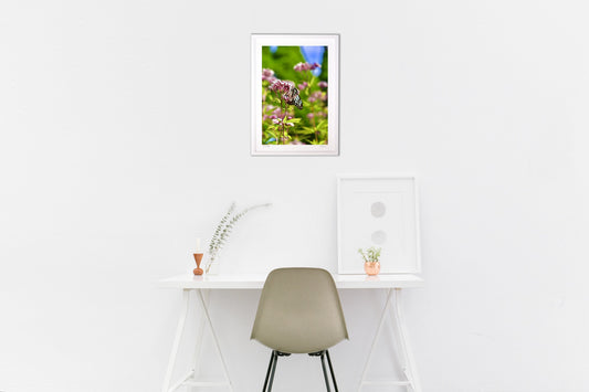 アサギマダラとフジバカマ2