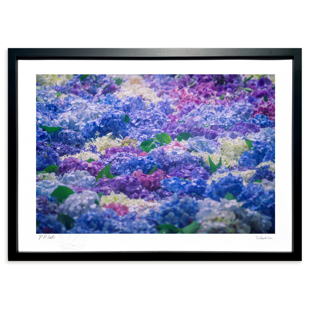Beautiful hydrangeas