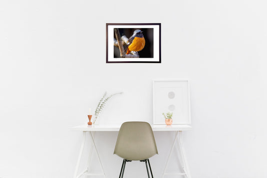 冬のジョウビタキ