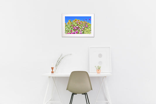 ひまわりとコスモス