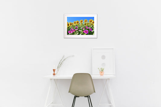 ひまわりとコスモス2