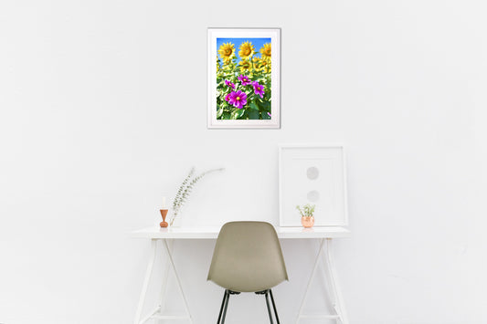 ひまわりとコスモス3