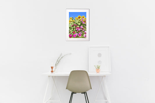 ひまわりとコスモス4