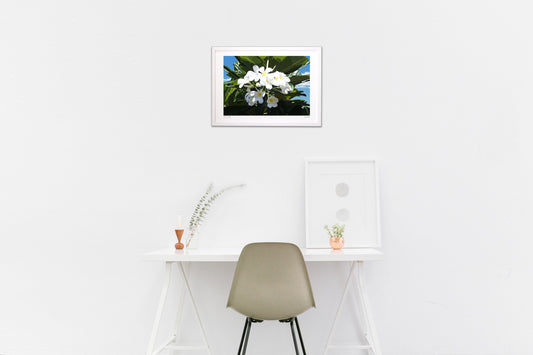 プルメリア in Blue